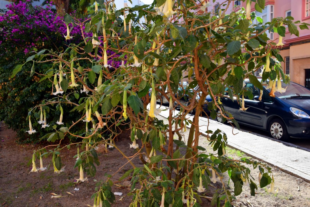 Foto de Cádiz (Andalucía), España