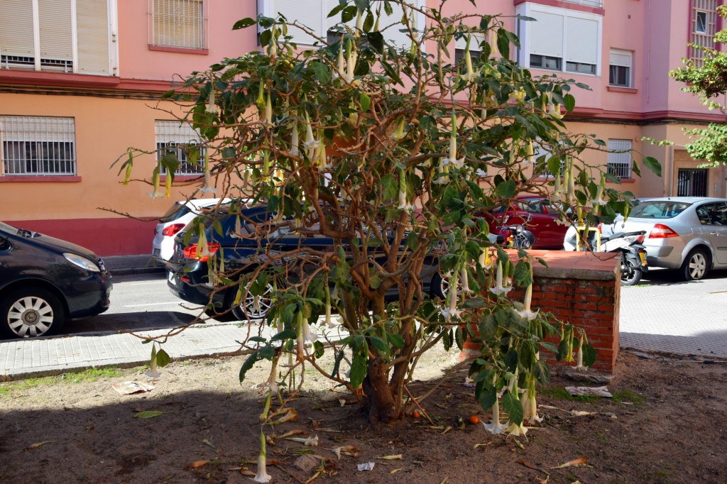 Foto: Plazuela Fariñas Ferreños - Cádiz (Andalucía), España