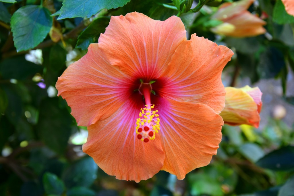 Foto: Plazuela Fariñas Ferreños - Cádiz (Andalucía), España