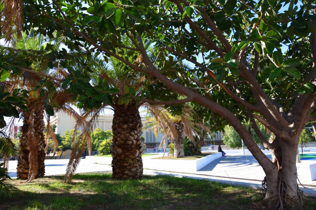 Foto: Ficus y palmeras - Cádiz (Andalucía), España