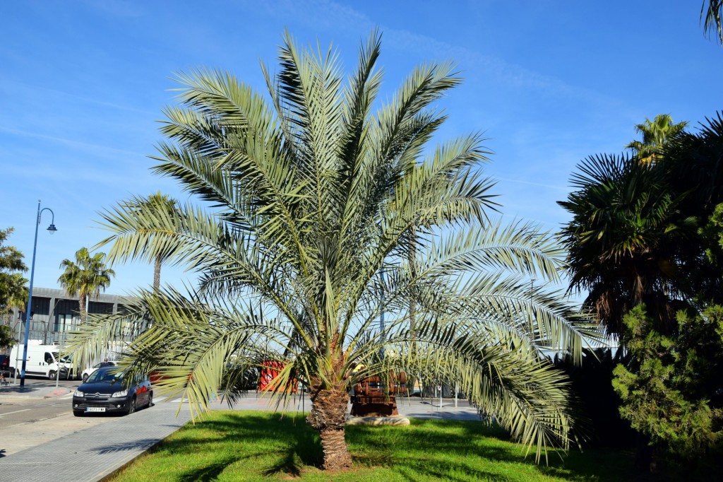 Foto: Palmera Canaria -Phoenix Canariensis - Cádiz (Andalucía), España