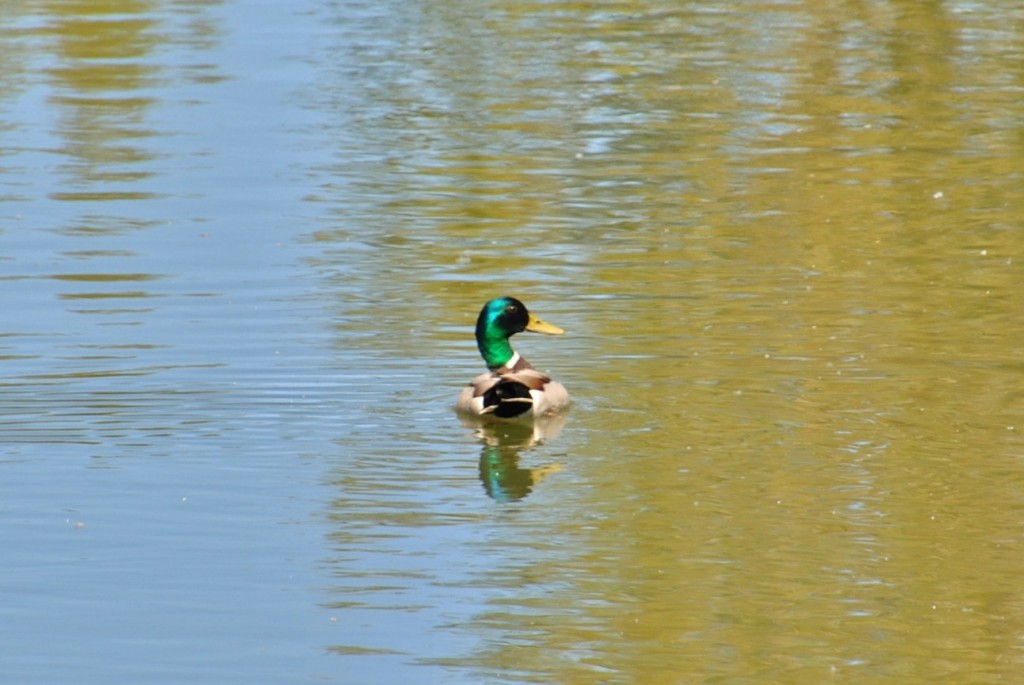 Foto: Canal de Castilla - Herrera de Pisuerga (Palencia), España