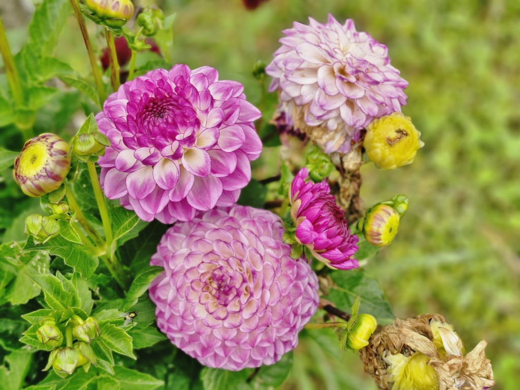 Foto: Dalia - Capolat (Barcelona), España