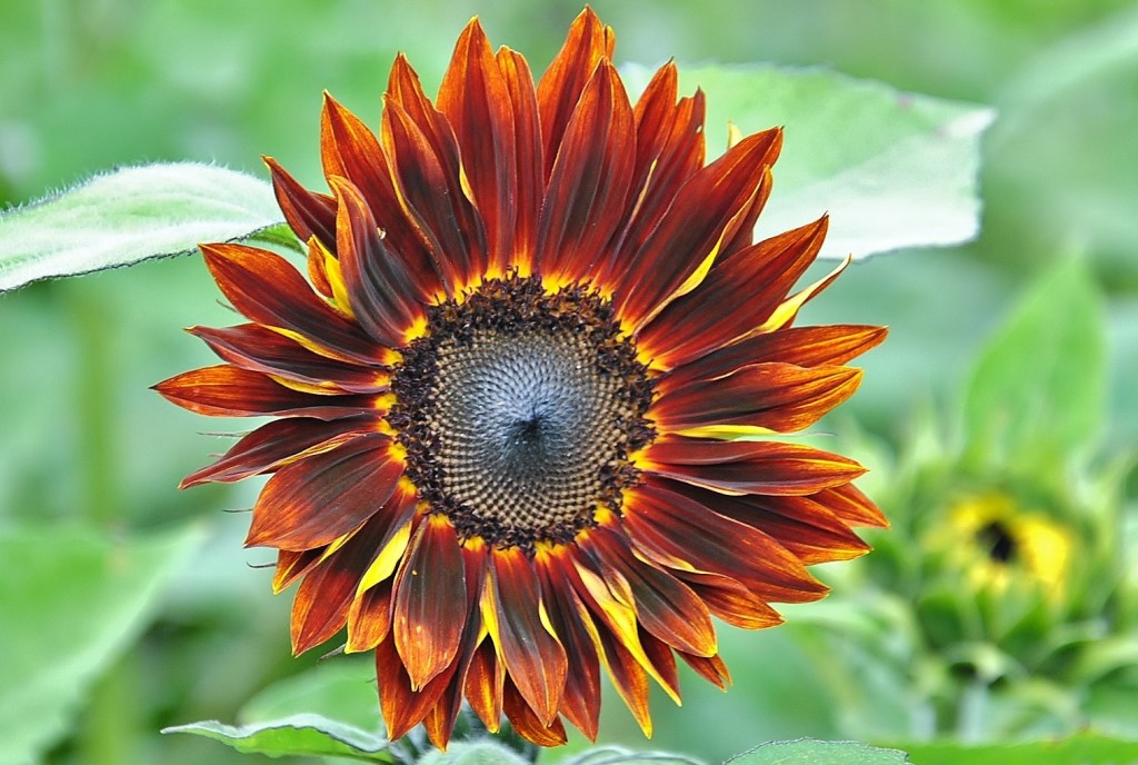 Foto: Girasol - Capolat (Barcelona), España