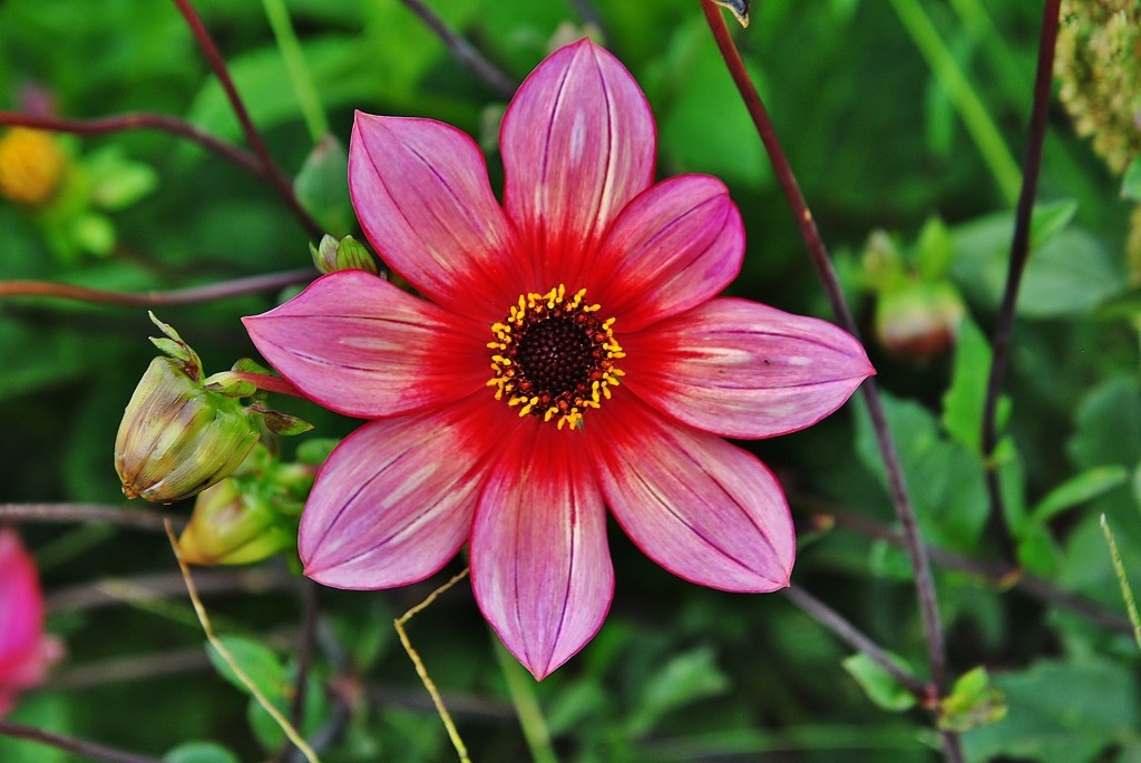 Foto: Dalia - Capolat (Barcelona), España