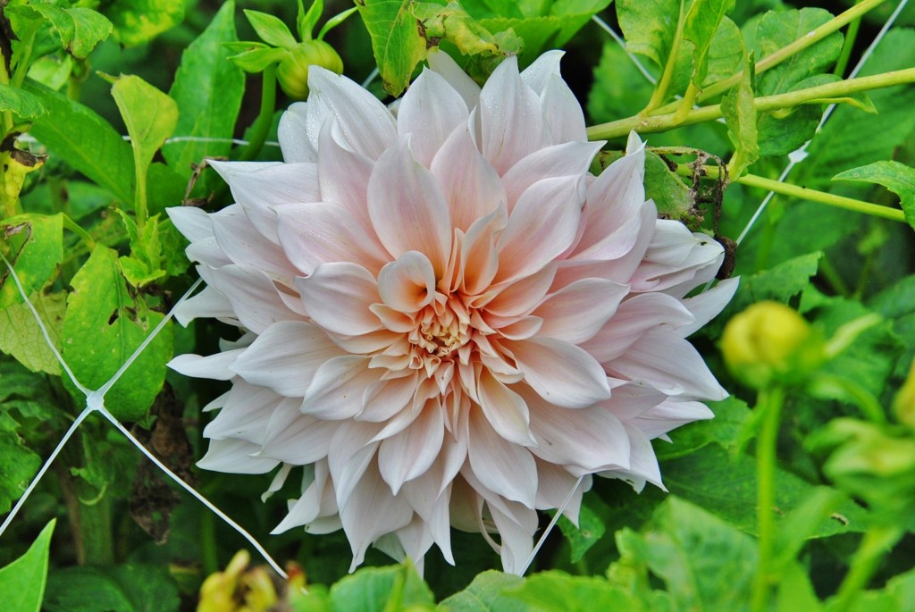 Foto: Dalia - Capolat (Barcelona), España