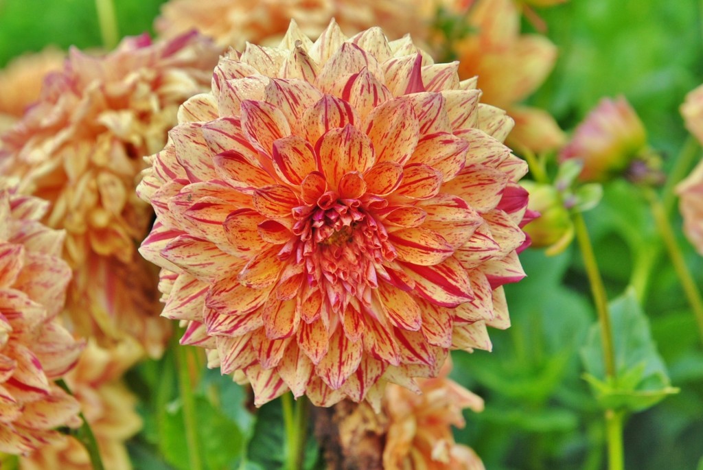 Foto: Dalia - Capolat (Barcelona), España