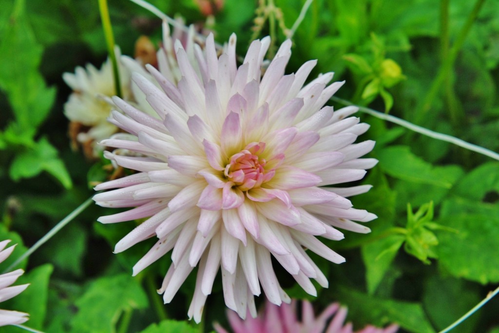 Foto: Dalia - Capolat (Barcelona), España