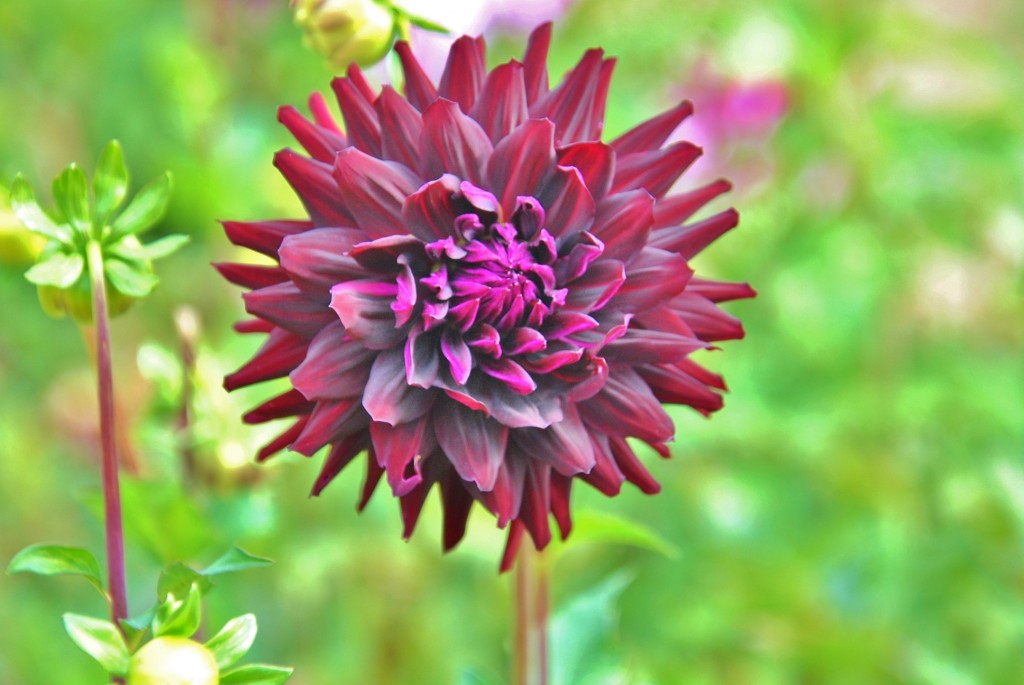 Foto: Dalia - Capolat (Barcelona), España