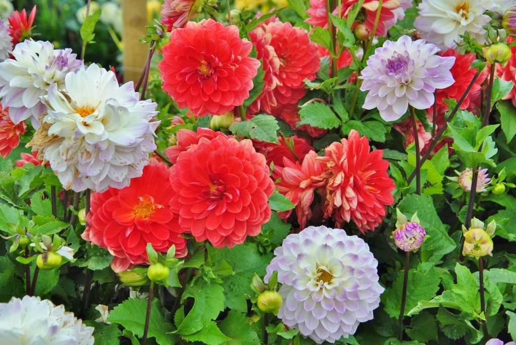 Foto: Dalia - Capolat (Barcelona), España