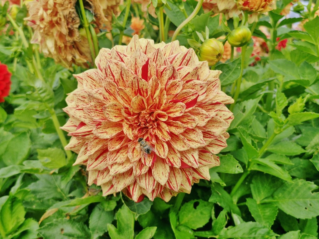 Foto: Dalia - Capolat (Barcelona), España