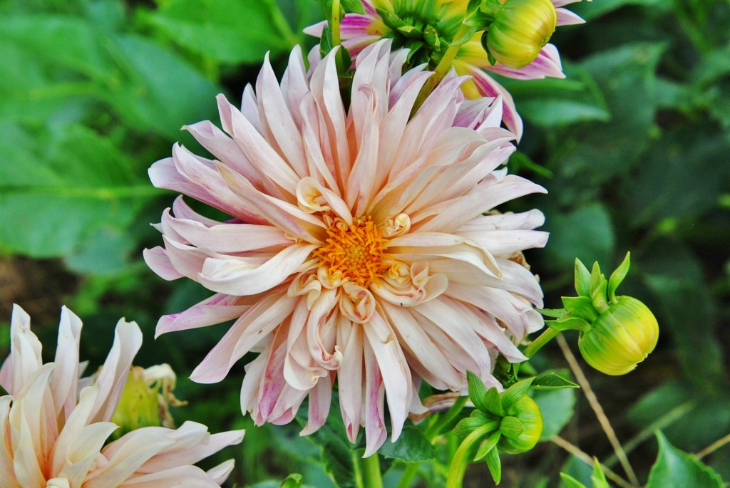 Foto: Dalia - Capolat (Barcelona), España