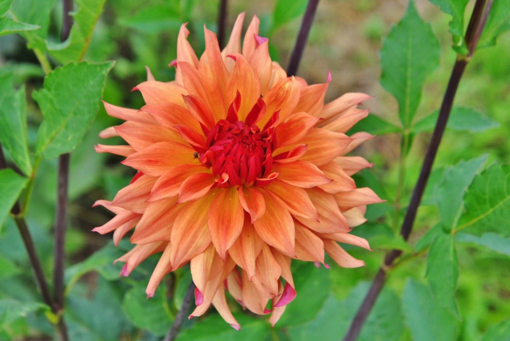 Foto: Dalia - Capolat (Barcelona), España