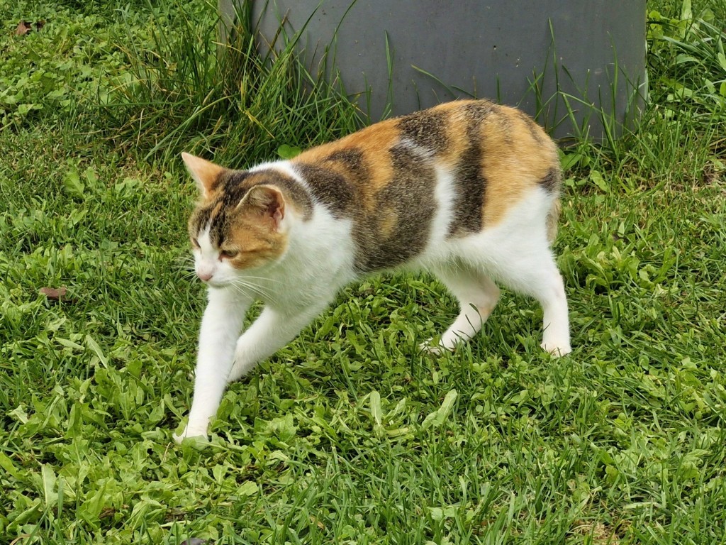 Foto: Gatito - Capolat (Barcelona), España