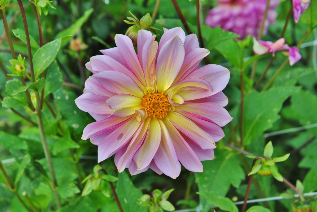 Foto: Dalia - Capolat (Barcelona), España