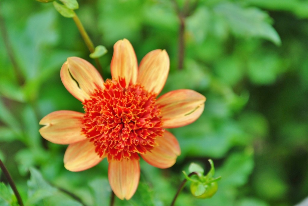 Foto: Dalia - Capolat (Barcelona), España