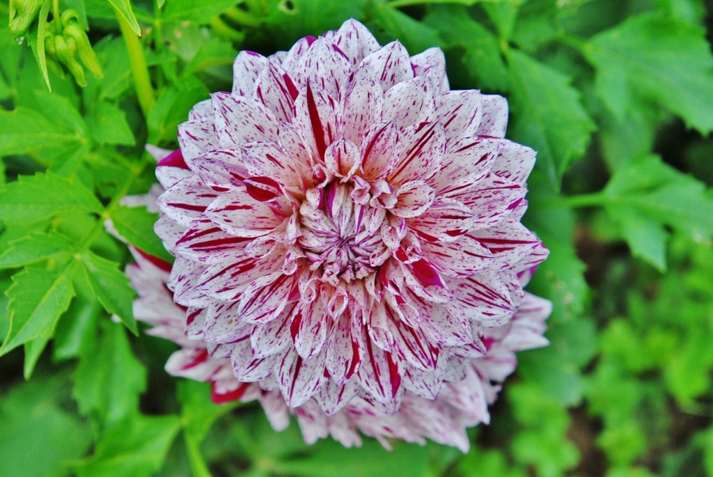 Foto: Dalia - Capolat (Barcelona), España