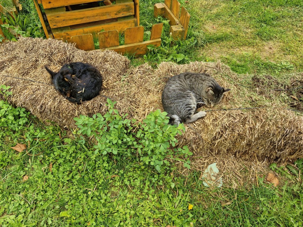Foto: Gatitos - Capolat (Barcelona), España