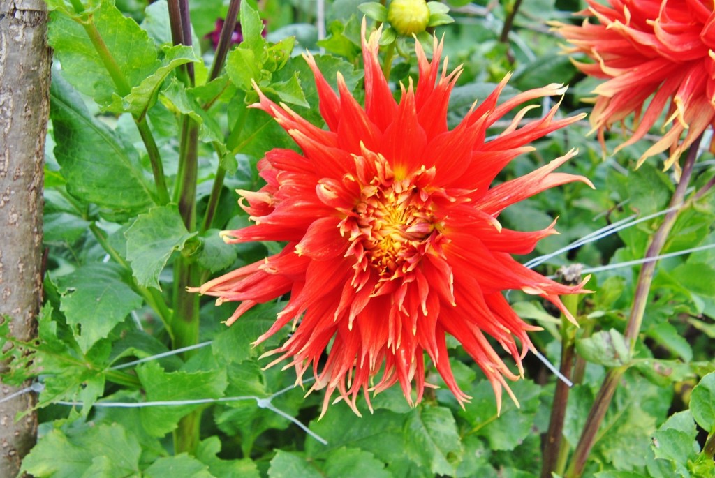 Foto: Dalia - Capolat (Barcelona), España