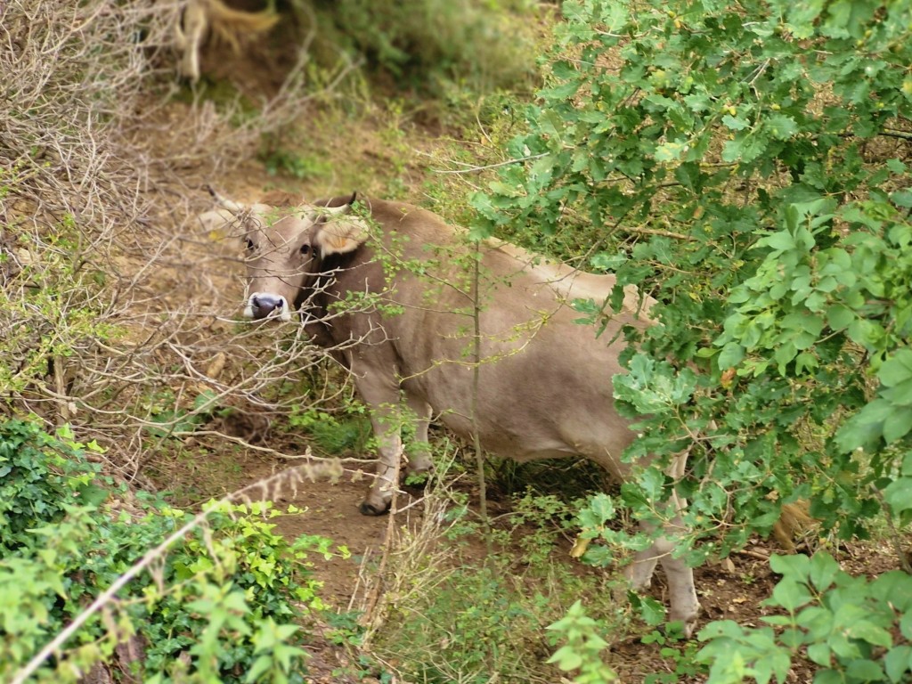 Foto: Vaquita - Capolat (Barcelona), España