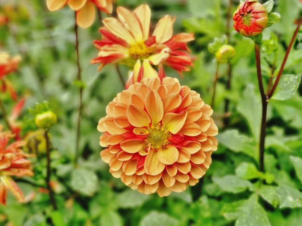 Foto: Dalia - Capolat (Barcelona), España