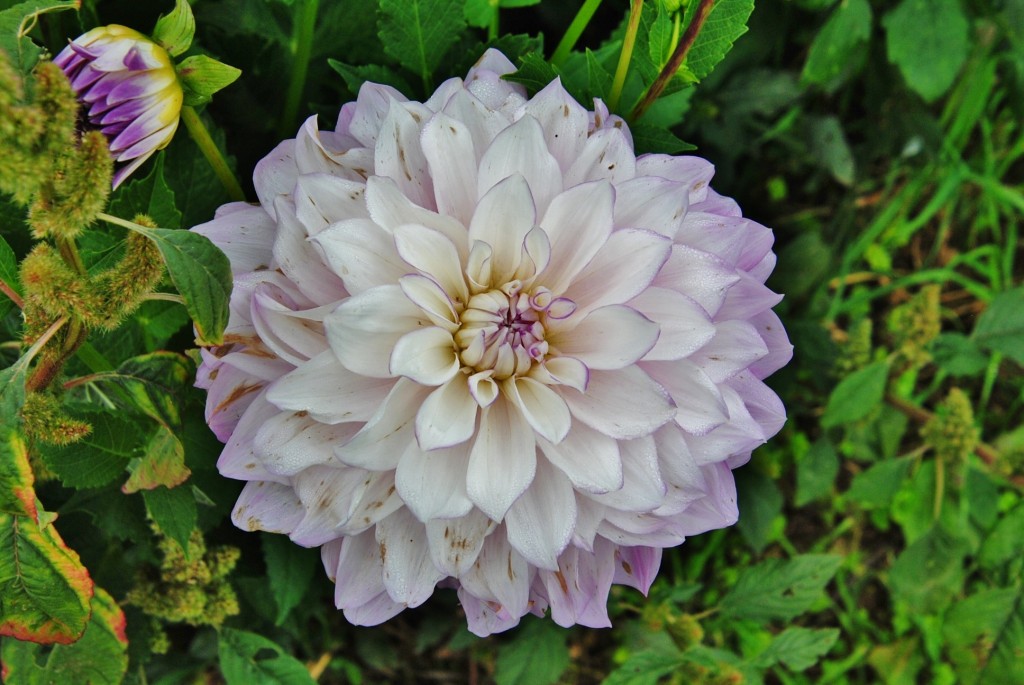 Foto: Dalia - Capolat (Barcelona), España