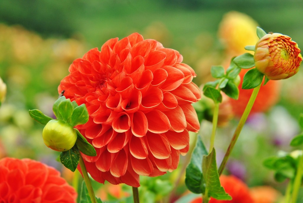 Foto: Dalia - Capolat (Barcelona), España