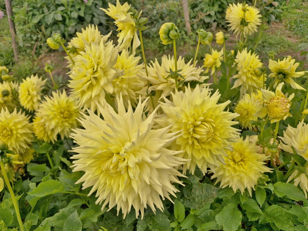 Foto: Dalia - Capolat (Barcelona), España