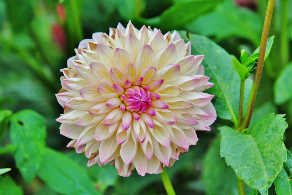 Foto: Dalia - Capolat (Barcelona), España