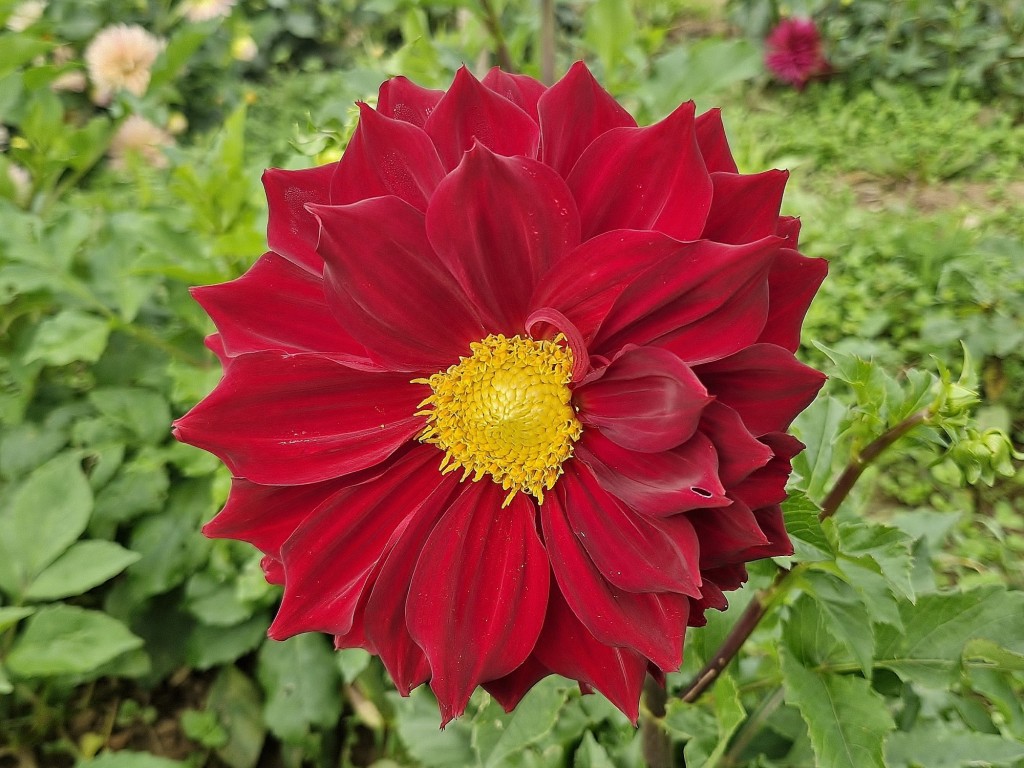 Foto: Granja de flores - Capolat (Barcelona), España