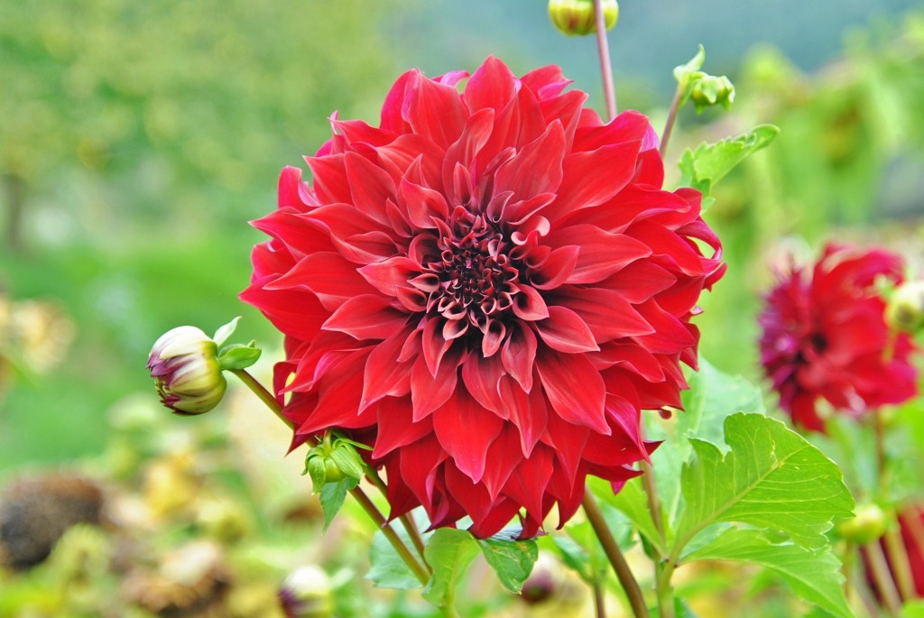 Foto: Dalia - Capolat (Barcelona), España