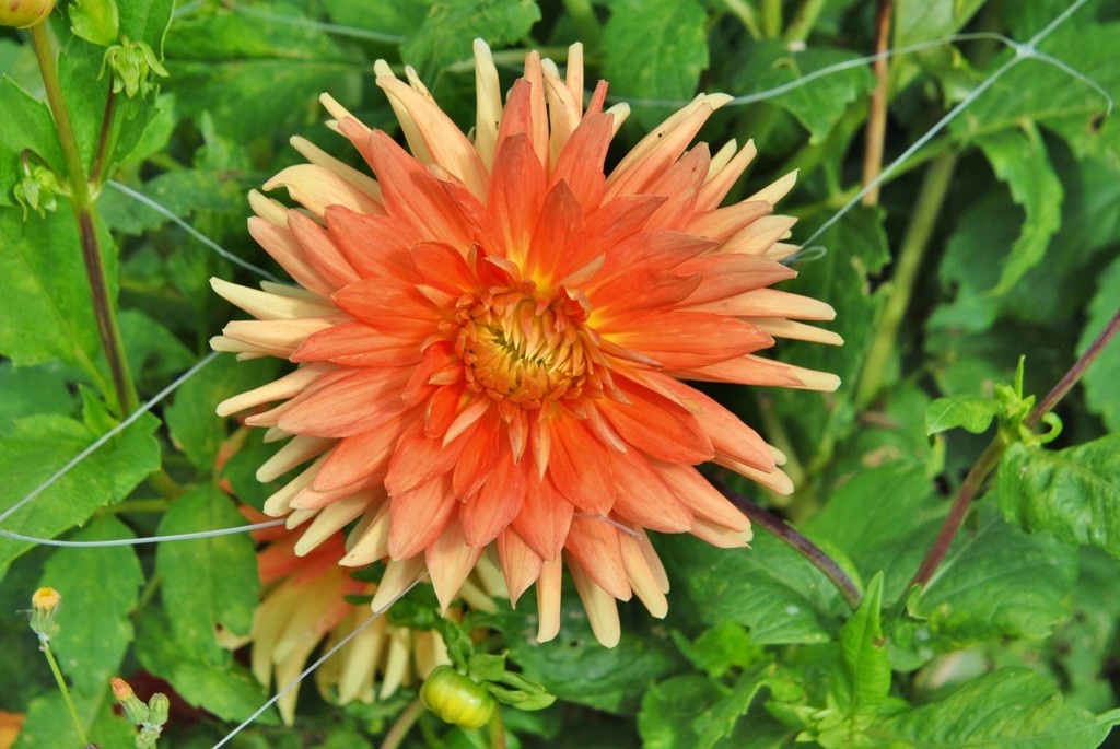 Foto: Dalia - Capolat (Barcelona), España