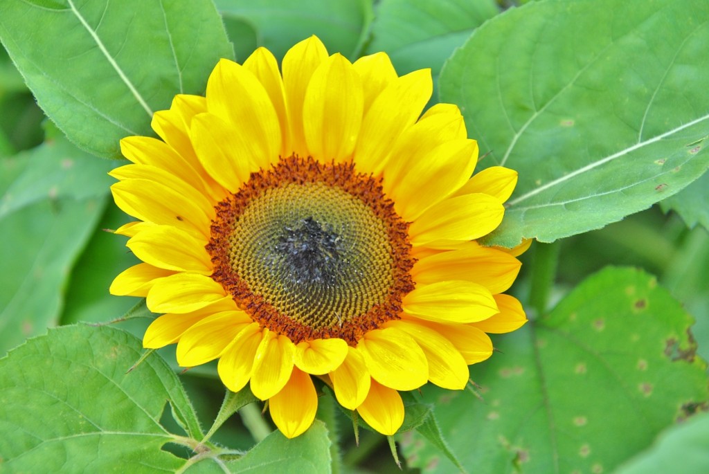 Foto: Granja de flores - Capolat (Barcelona), España