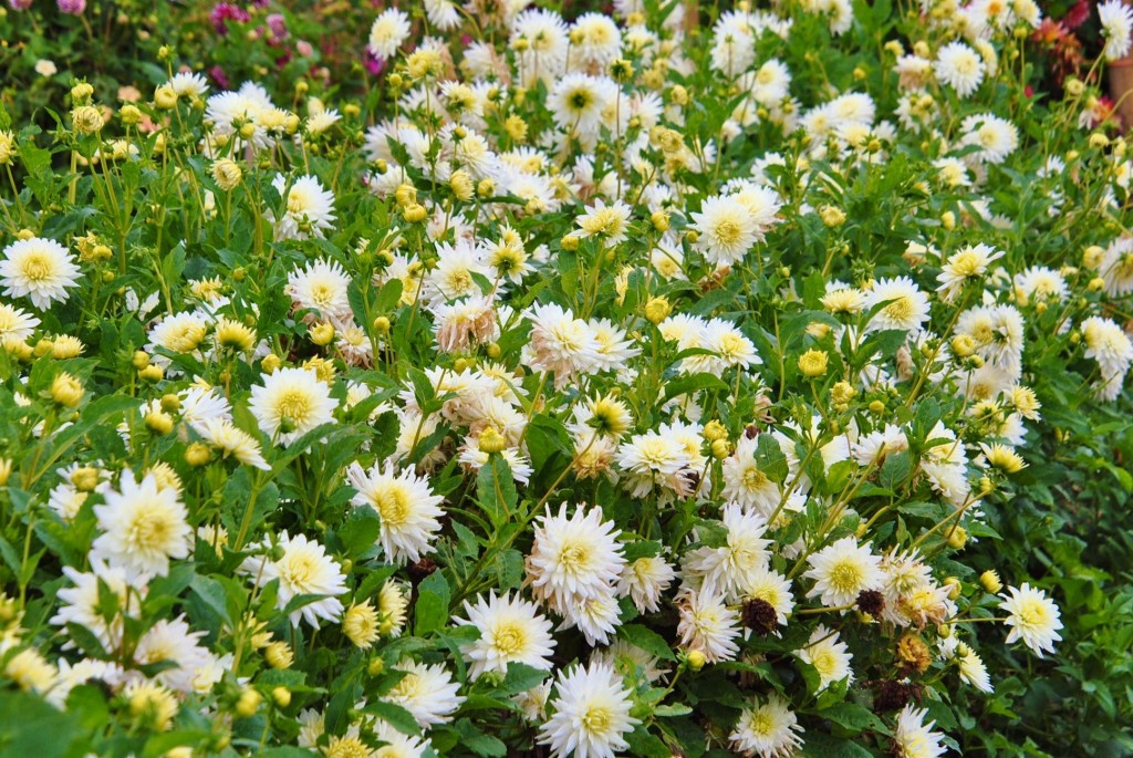 Foto: Dalia - Capolat (Barcelona), España