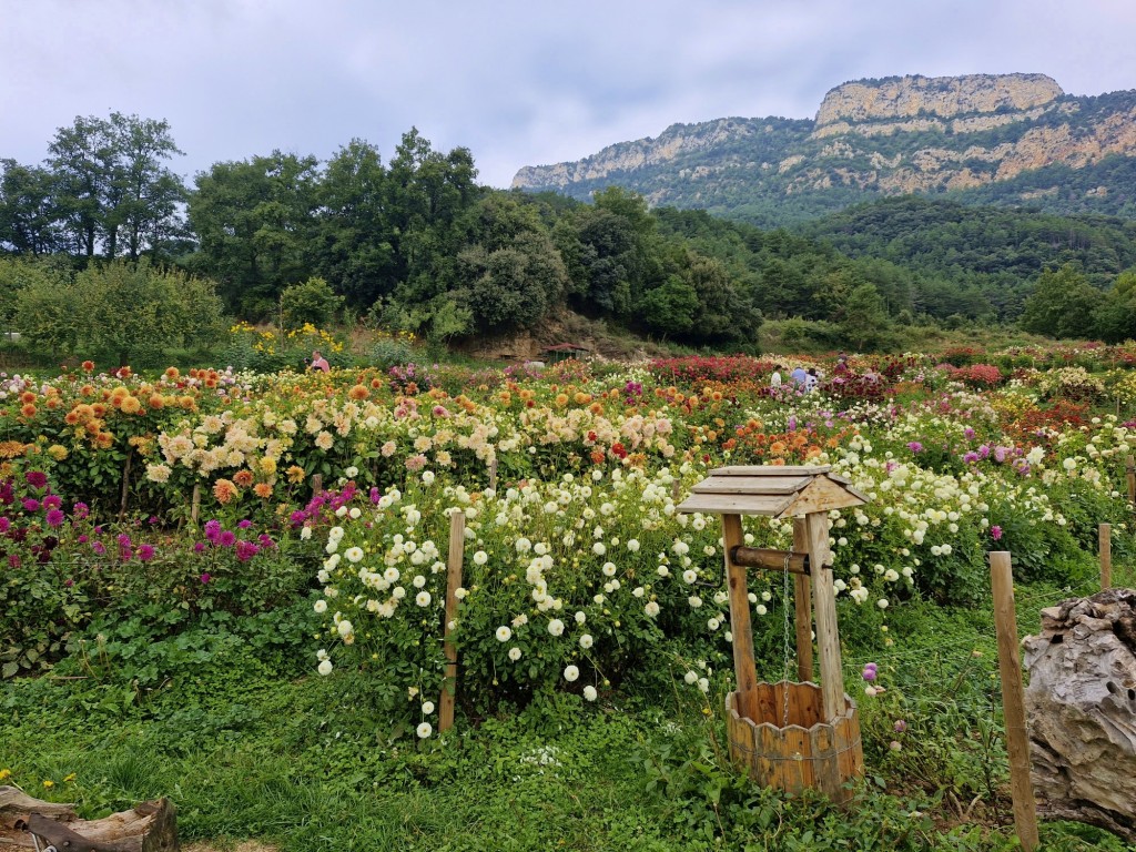 Foto: Dalia - Capolat (Barcelona), España