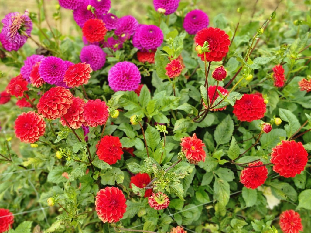 Foto: Dalia - Capolat (Barcelona), España