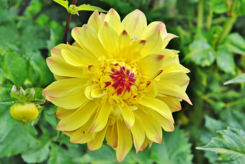 Foto: Dalia - Capolat (Barcelona), España