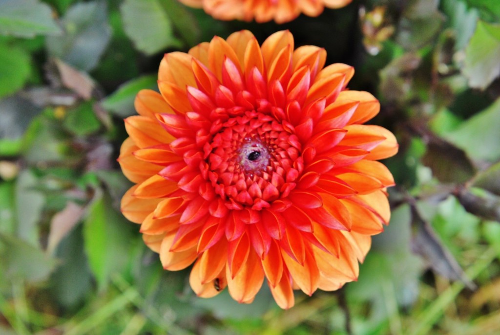 Foto: Dalia - Capolat (Barcelona), España