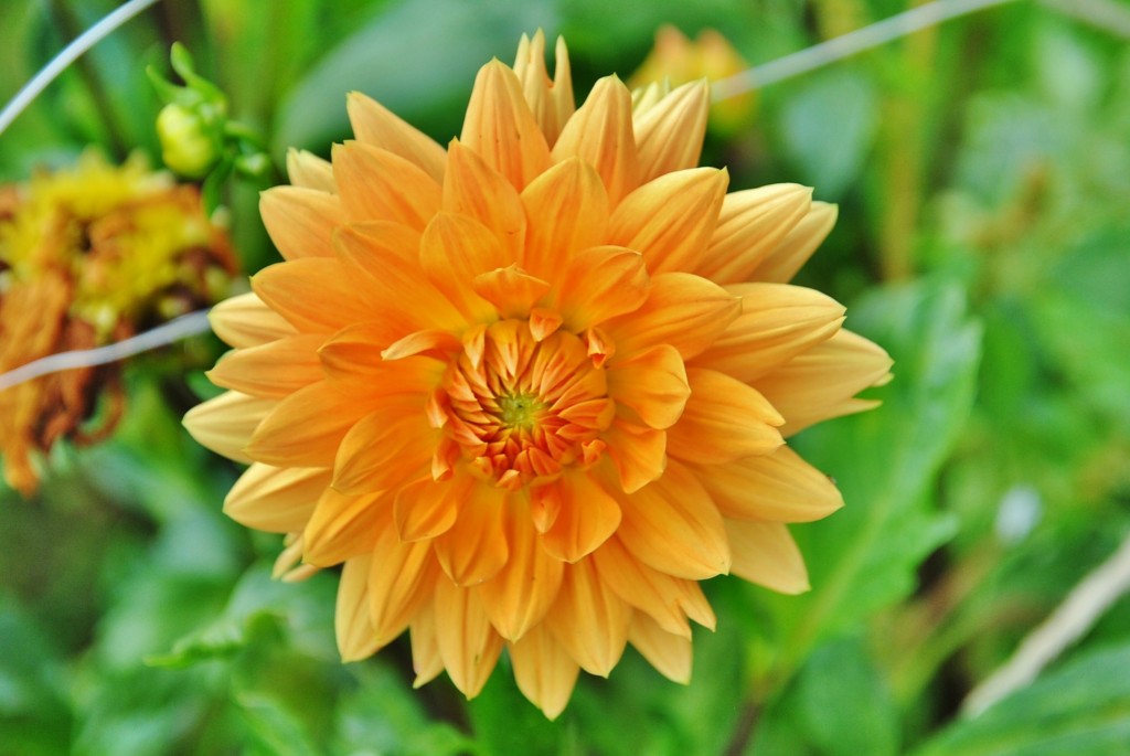 Foto: Dalia - Capolat (Barcelona), España