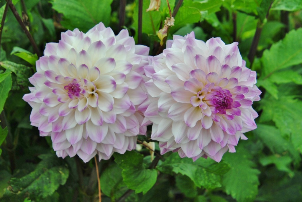 Foto: Dalia - Capolat (Barcelona), España