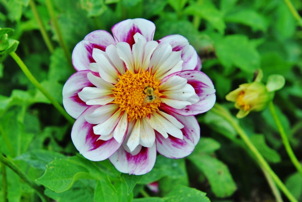 Foto: Dalia - Capolat (Barcelona), España