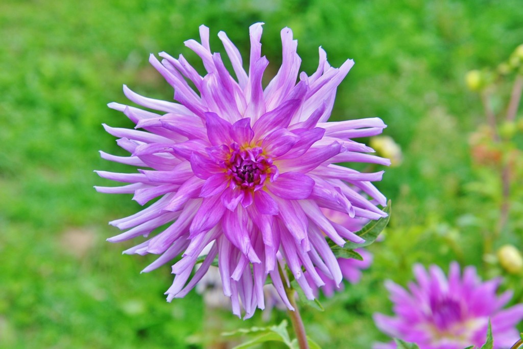 Foto: Dalia - Capolat (Barcelona), España