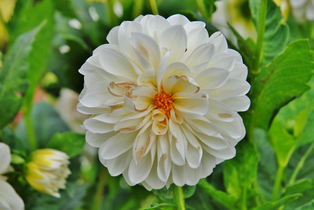 Foto: Dalia - Capolat (Barcelona), España