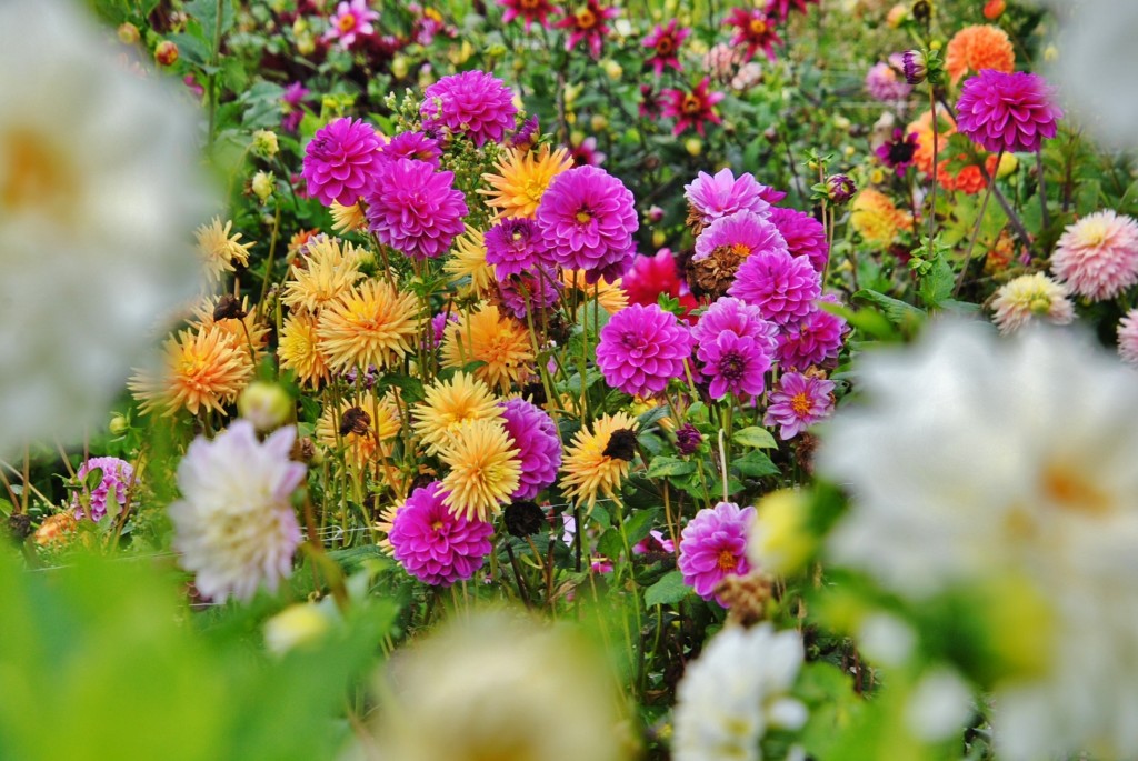 Foto: Dalia - Capolat (Barcelona), España