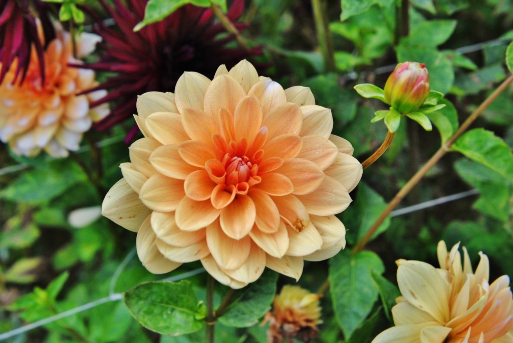 Foto: Dalia - Capolat (Barcelona), España