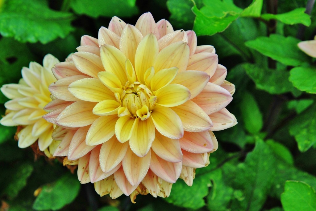 Foto: Dalia - Capolat (Barcelona), España