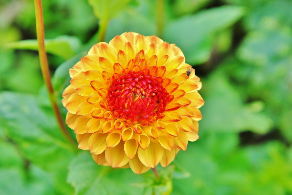 Foto: Dalia - Capolat (Barcelona), España