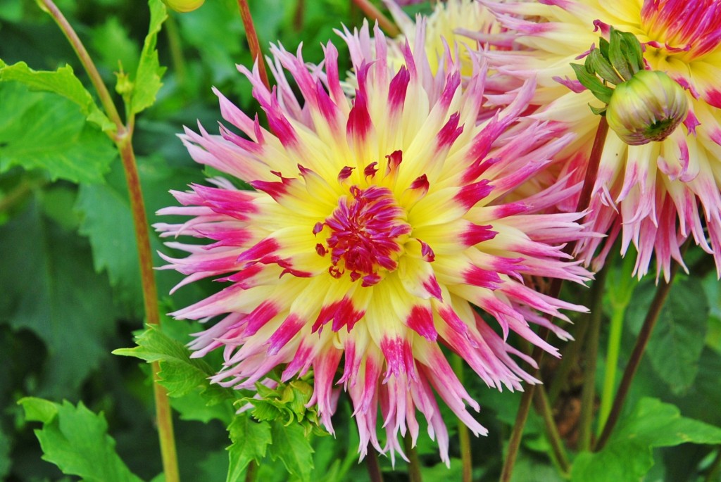 Foto: Dalia - Capolat (Barcelona), España