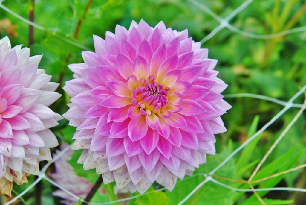 Foto: Dalia - Capolat (Barcelona), España