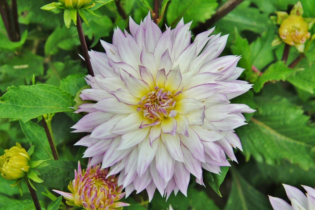 Foto: Dalia - Capolat (Barcelona), España